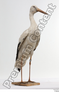 Black stork whole body 0002.jpg